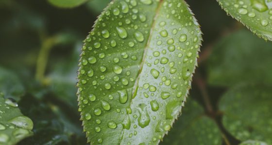 selective focus photography of green leaf plant